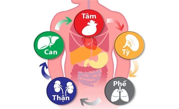 Ngũ tạng theo đông y: Giải mã ngũ tạng và vai trò của từng tạng trong cơ thể 