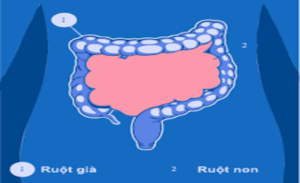 FTT_Ruột non trong hệ tiêu hóa