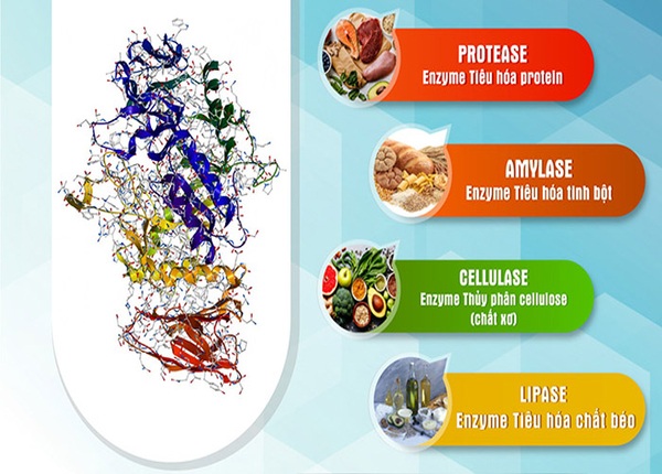 FTT_Thiếu enzym tiêu hóa: Dấu hiệu nhận biết và cách khắc phục