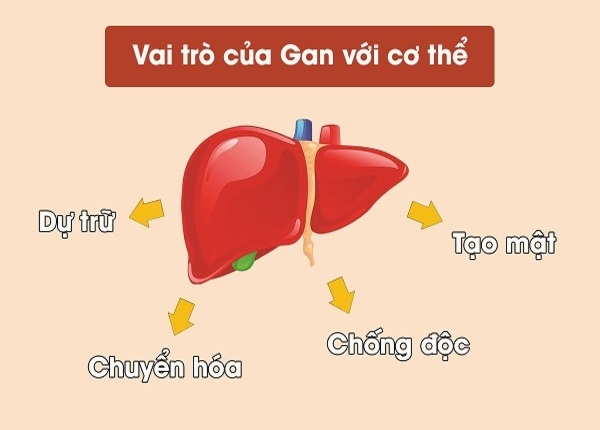 FTT_Gan làm việc 24/7: Bạn có đang vô tình khiến gan kiệt sức?