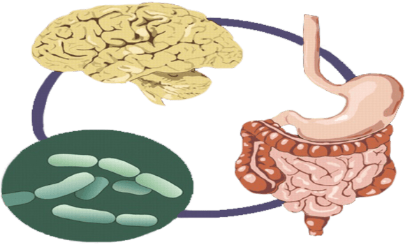 “Ruột cũng có cảm xúc” – Khi hệ tiêu hóa phản ứng với căng thẳng 