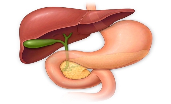 Gan và ruột: Hai cơ quan “ăn ý” Quyết định sức khỏe tiêu hóa 