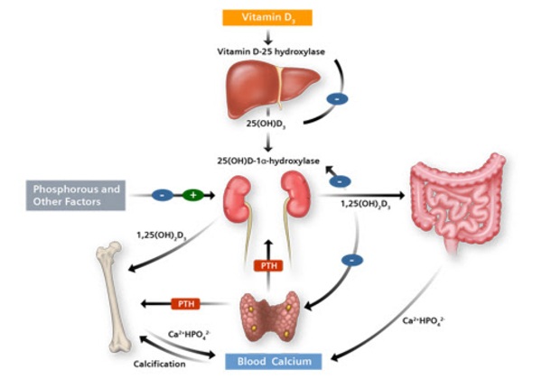 FTT_Tại sao bổ sung vitamin D lại giúp cải thiện đường ruột và miễn dịch?