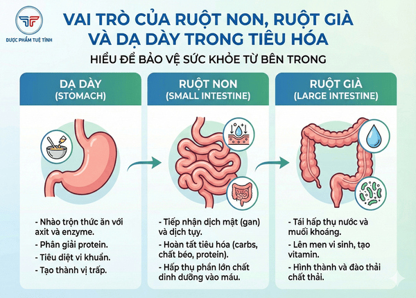 FTT_Vai trò của ruột non, ruột già và dạ dày trong tiêu hóa – hiểu để bảo vệ sức khỏe từ bên trong